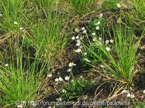 Sesleria autumnalis