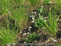 Sesleria autumnalis