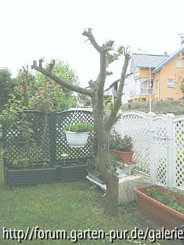 Pflaumenbaum-1