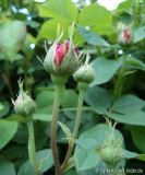 Knospen
