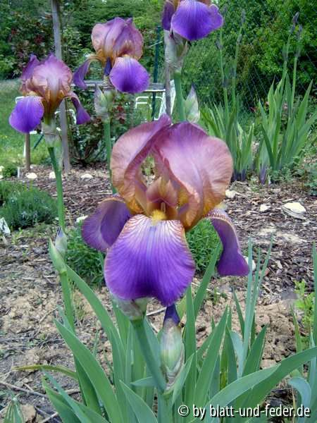namenlose Iris 1