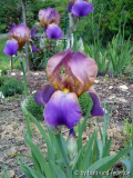 namenlose Iris 1