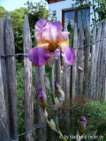 namenlose Iris 2