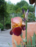 namenlose Iris 3