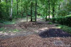 WaldIMG_6039jpg.jpg