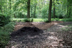 WaldIMG_6036jpg.jpg