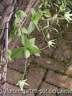 Clem. Florida Alba Plena