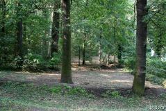 WaldIMG_4463jpg.jpg