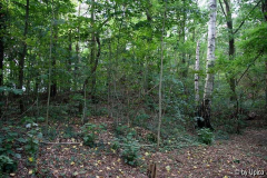WaldIMG_4462jpg.jpg