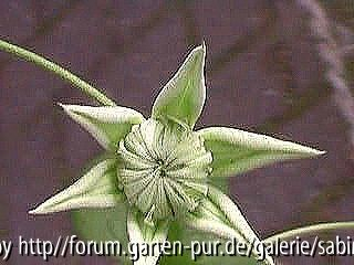 Clem. Florida Alba Plena Knospe