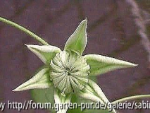 Clem. Florida Alba Plena Knospe