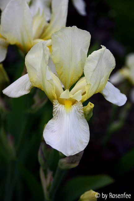Iris gelb