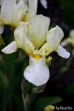 Iris gelb