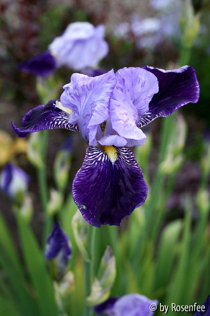 Iris blau