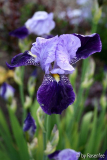Iris blau