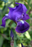 Iris, blau