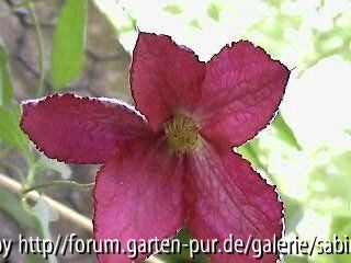 Clem. Vitic. Grandiflora Sanguinea
