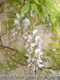 wisteria