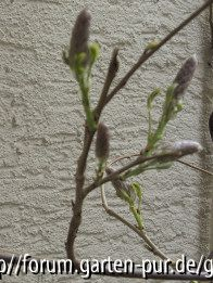 wisteria 2