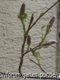 wisteria 2