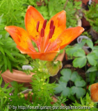Lilium bulbiferum ssp. bulbiferum