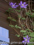 Clem. Ascotiensis