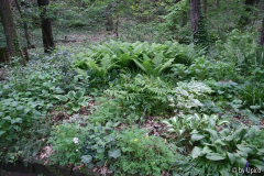 Schattenbeet