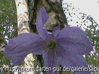 Clem. Prince Charles Einzelblüte