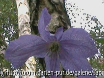 Clem. Prince Charles Einzelblüte