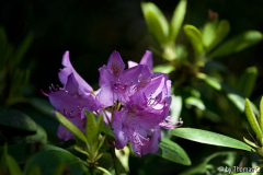 Rhodofarben 1