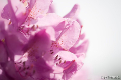 Rhodofarben 2