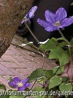 Clem. Lady Northcliffe