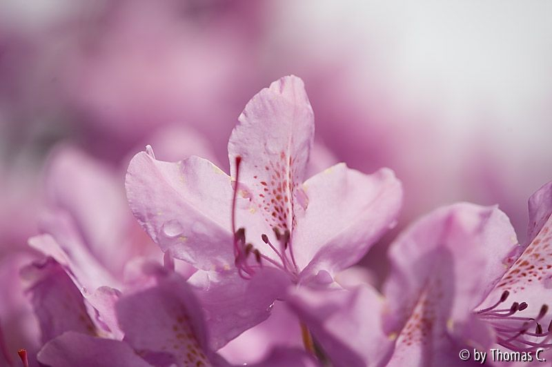 Rhodofarben 3