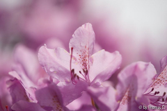 Rhodofarben 3