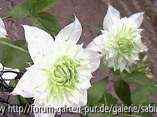Clem. Florida Alba Plena