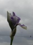 Madame Chereau 2010