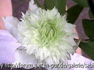 Clem. Florida Alba Plena