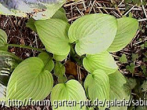 Hosta Fried Bananas