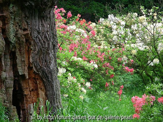Pruhonice tote Eiche und blühende Azaleen