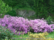 Pruhonice Fels und Azaleen