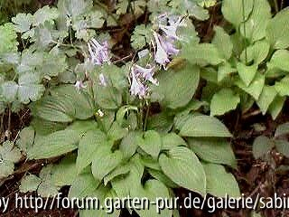 Hosta Hydon Sunset