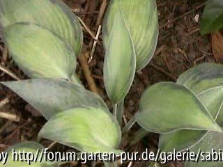 Hosta June