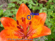 Lilium bulbiferum ssp. bulbiferum