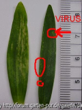 Lilium bulbiferum ssp. bulbiferum