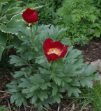 Paeonia peregrina
