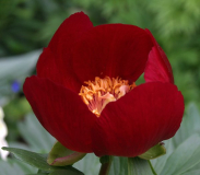Paeonia peregrina
