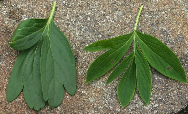 Paeonia peregrina (li) - officinalis (re.)