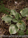 Hosta Sagae m. Knospe