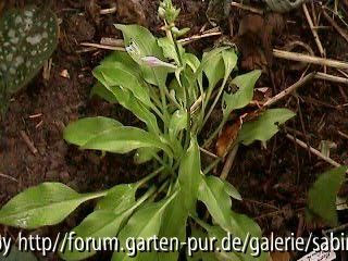 Hosta Blond Elf