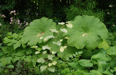 Astilboides tabularis